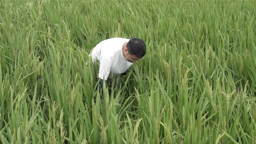 浙江溫嶺:臺風過境 農技專家助力水稻病蟲害防治:病蟲害防治