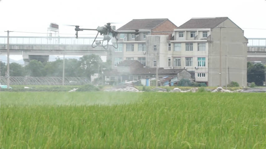 浙江溫嶺:臺風過境 農技專家助力水稻病蟲害防治:病蟲害防治