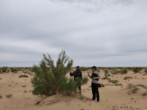 【工作動(dòng)態(tài)】阿拉善左旗林業(yè)和草原病蟲害防治檢疫站開展森林保險(xiǎn)蟲害防治工作 守護(hù)綠色家園:病蟲害防治