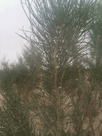 【工作動(dòng)態(tài)】阿拉善左旗林業(yè)和草原病蟲害防治檢疫站開展森林保險(xiǎn)蟲害防治工作 守護(hù)綠色家園:病蟲害防治