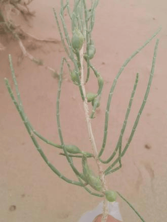 【工作動(dòng)態(tài)】阿拉善左旗林業(yè)和草原病蟲害防治檢疫站開展森林保險(xiǎn)蟲害防治工作 守護(hù)綠色家園:病蟲害防治