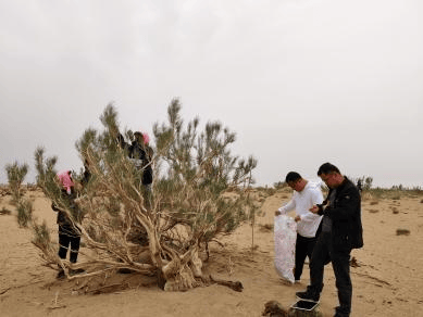 【工作動(dòng)態(tài)】阿拉善左旗林業(yè)和草原病蟲害防治檢疫站開展森林保險(xiǎn)蟲害防治工作 守護(hù)綠色家園:病蟲害防治