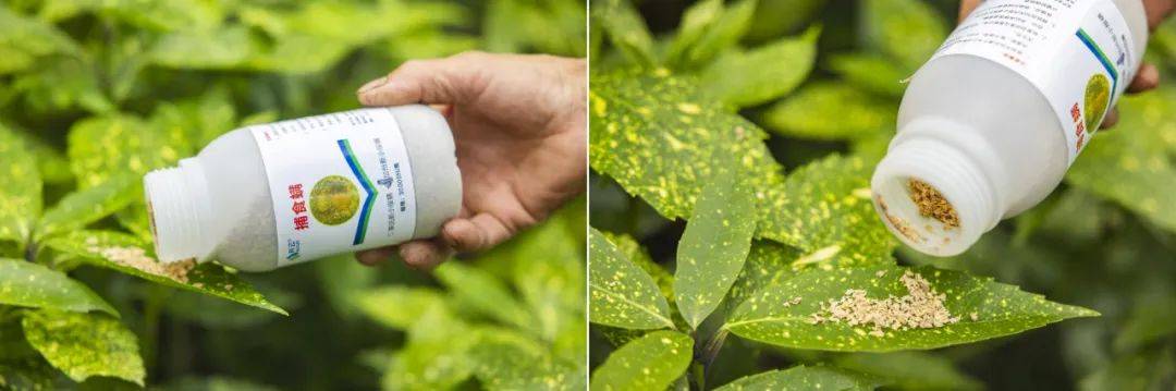 多措并舉織密防護網 全力筑牢城市 “綠色防線”—— 寧波市開展夏季病蟲害防治專項行動?:病蟲害防治